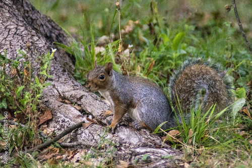 sciurus carolinensis in posa villa reale monza