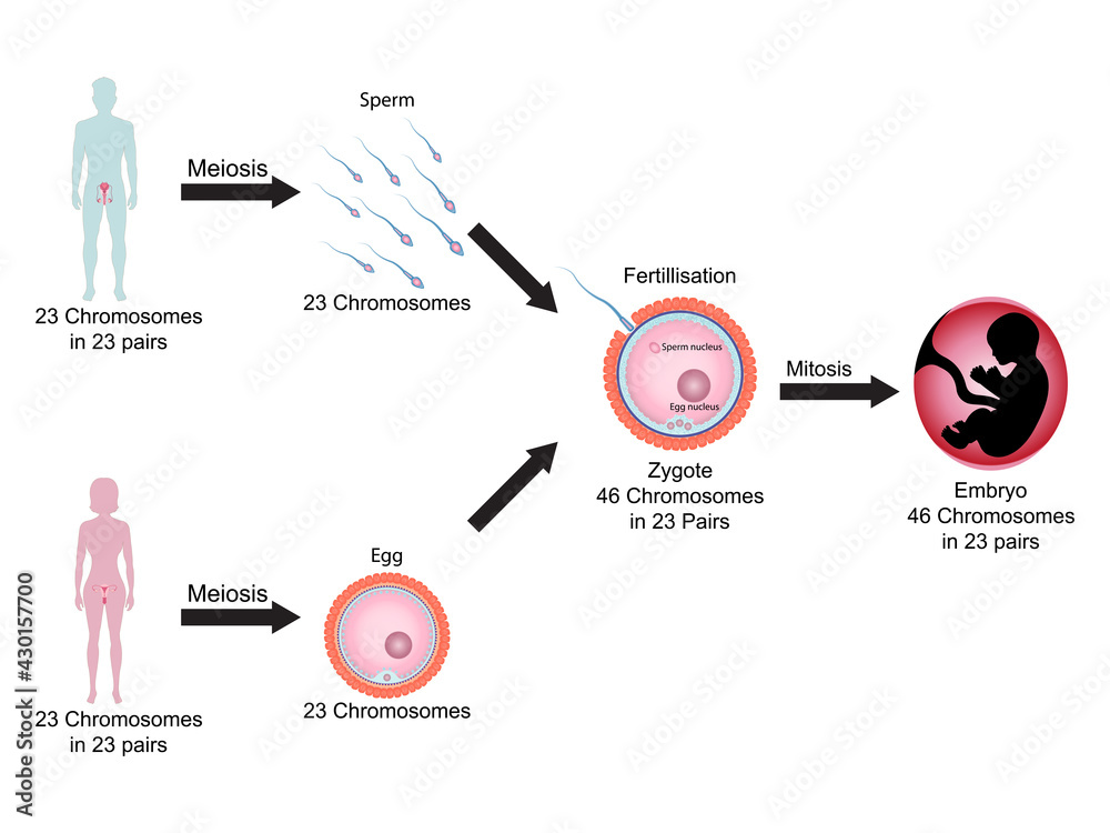 Photo Education Chart of Biology for Reproduction Process of Human ...