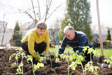 senior couple plant seedlings of vegetables in the garden near the house.  slow life. pastoral life.  enjoy the little things.  Dreaming of Spring