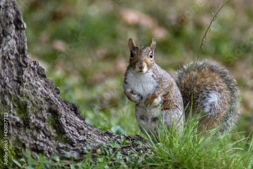 sciurus carolinensis all'erta parco di monza
