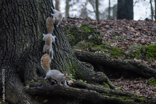 sciurus carolinensis accoppiamento