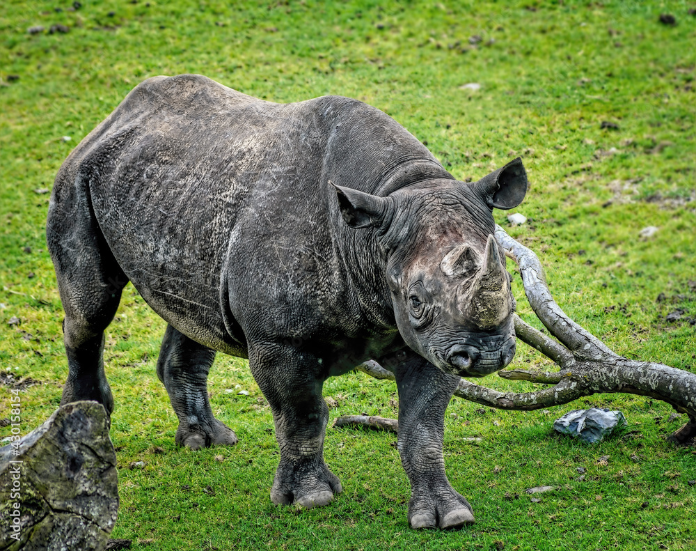 Fototapeta premium rhino in the grass