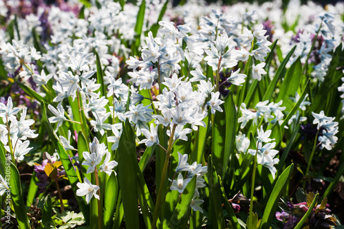 Beautiful white hyacinth flowers, spring primrose in the garden.