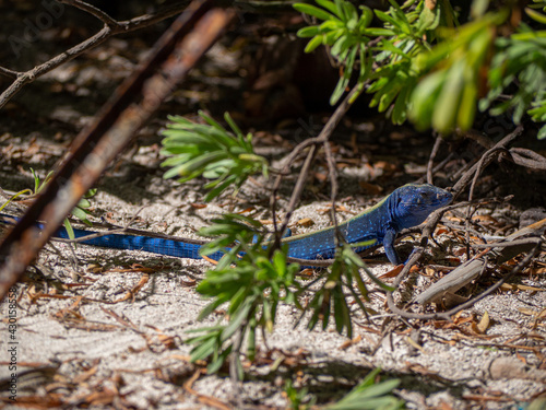 Blue tropical exotic lizard in a colombian beach in san andres