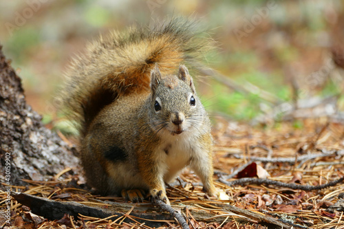 Obraz na płótnie American red squirrel (Tamiasciurus hudsonicus), common squirrel in Alaska and Canada w salonie