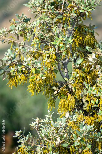 Vertical Shot of Sweet Acorn Oak
(Quercus Rotundifolia) bloom