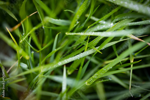 Early morning grass stems with drops of dew on them