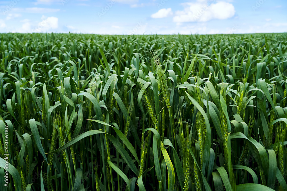 .Wheat field. Ears of young green wheat close up. Rural Scenery with blue sky. Background of ripening ears of wheat field. Rich harvest Concept. .Wheat field. Ears of young green wheat close up. Rural Scenery with blue sky. Background of ripening ears of wheat field. Rich harvest Concept.