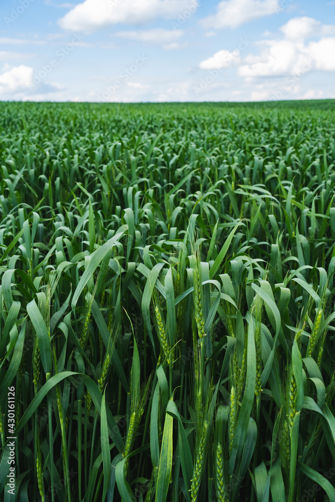 .Wheat field. Ears of young green wheat close up. Rural Scenery with blue sky. Background of ripening ears of wheat field. Rich harvest Concept. .Wheat field. Ears of young green wheat close up. Rural Scenery with blue sky. Background of ripening ears of wheat field. Rich harvest Concept.