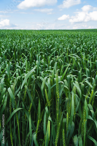 .Wheat field. Ears of young green wheat close up. Rural Scenery with blue sky. Background of ripening ears of wheat field. Rich harvest Concept.