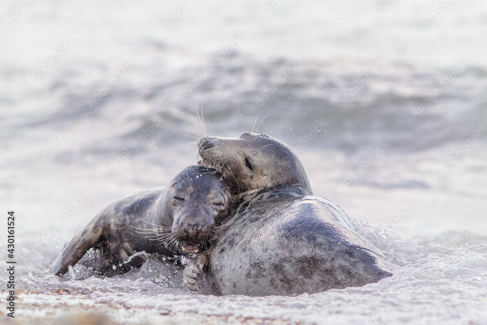 Fototapeta premium Best friends forever. Pair of grey seals hugging. Animal affection and friendship.