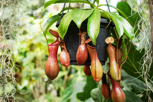 Nepenthes burkei tropical pitcher plant. They produce nectar in their leaves to catch insects. photo