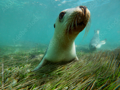 Close up with a sea lion pup © Samantha