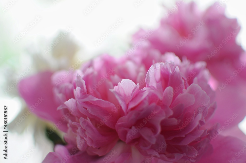 Close up of beautiful pink and white peonies on background. Blossom flowers