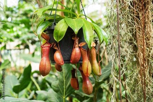 Nepenthes burkei tropical pitcher plant. They produce nectar in their leaves to catch insects. photo