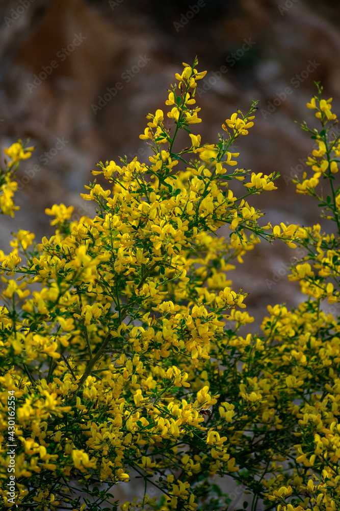 Spiny Brooms (Genus Calicotome) bloom in spring time
Spiny Brooms (Genus Calicotome) bloom in spring time
