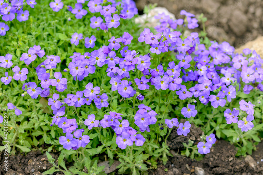 purple bacopa flowers in garden