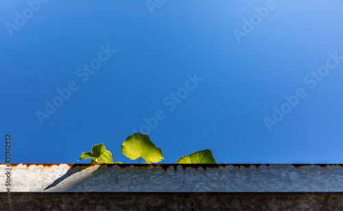 Green leaves and blue sky on grey steel in photography art