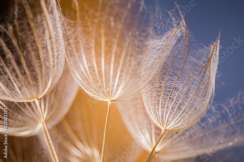 Abstract dandelion flower background. Seed macro closeup. Soft focus. Vintage style
