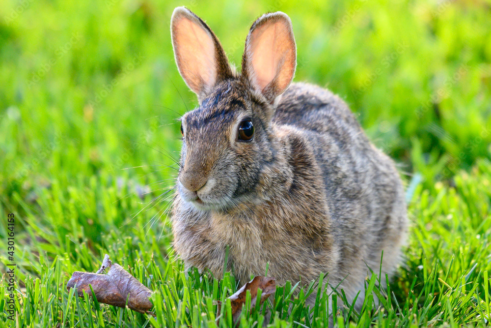 Fototapeta premium A cottontail rabbit (Sylvilagus) sitting in the grass in Kansas.