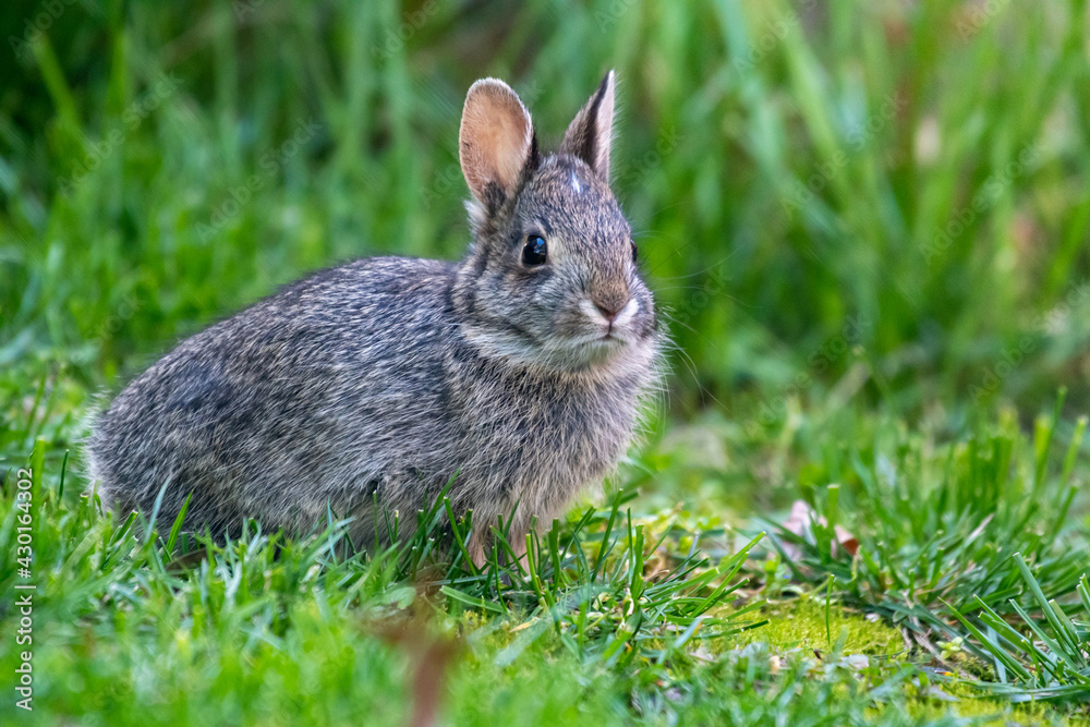 Fototapeta premium A cottontail rabbit (Sylvilagus) sitting in the grass in Kansas.