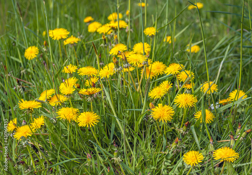 Closeup of dandelions in different flowering stages. The flowers bloom among fresh green grass. It's a sunny day in the spring season.