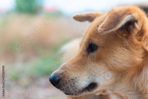 portrait of happy young brown dog at outdoor and looking some thing.