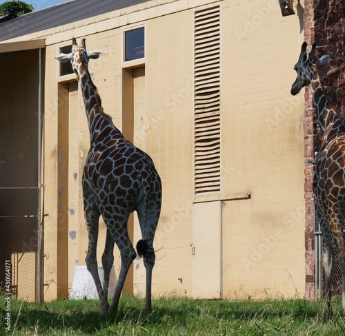 Two girrafes stand outside a barn photo