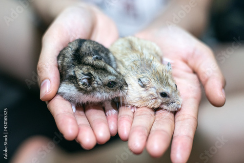 woman hand holing lovely hamster family © jaboo_foto