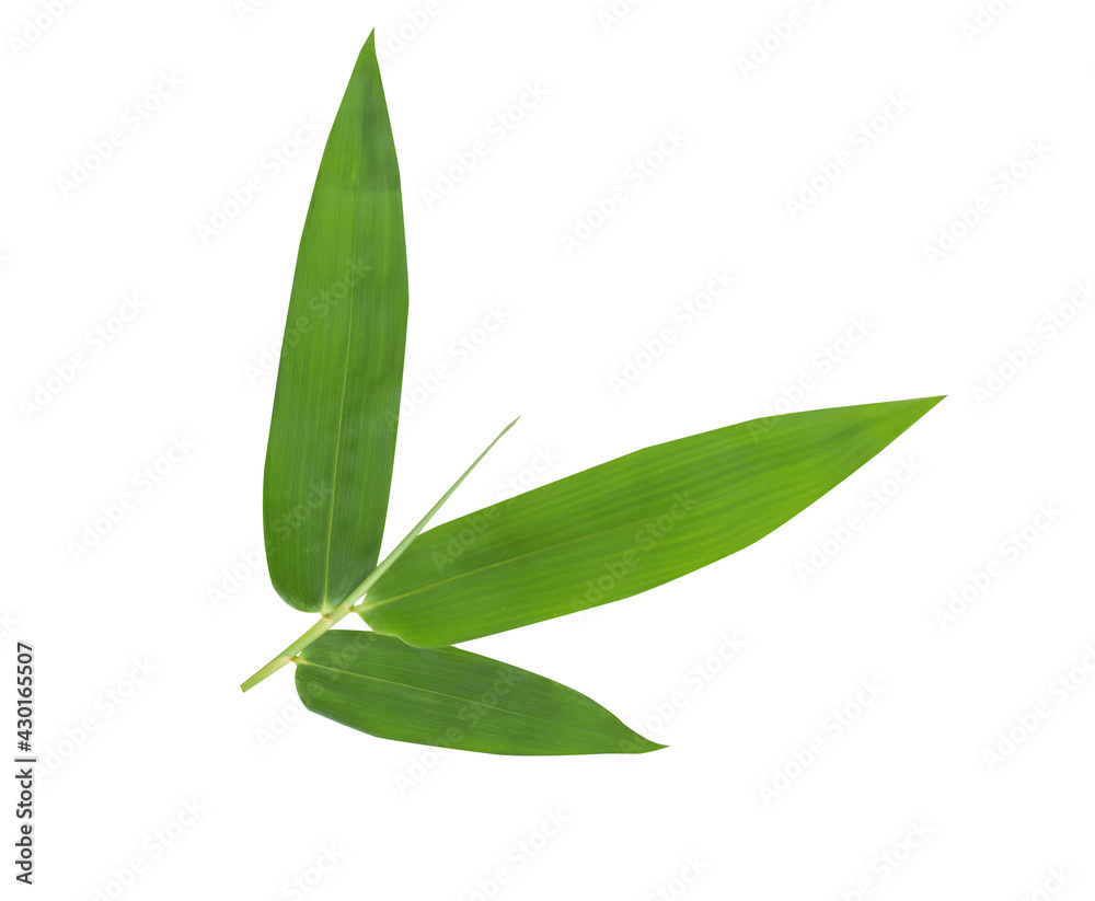 Green bamboo leaves isolated on white background Green bamboo leaves isolated on white background