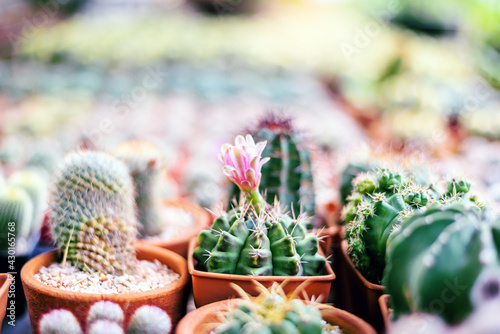 Close-up green cactus pot, garden plant photo