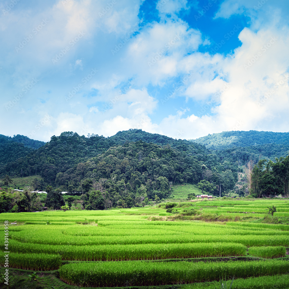 landscape Terrace Green rice field at sunrise