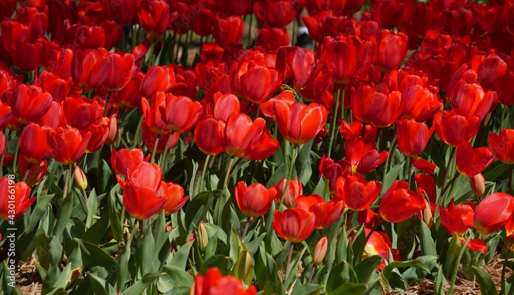Obraz premium Field of beautiful red blooming tulips
