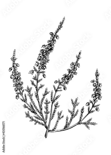 Hand sketched heather illustrations. Vintage summer florals drawing. Traditional plant of Scotland. Botanical elements in engraved style. Heather flowers. photo