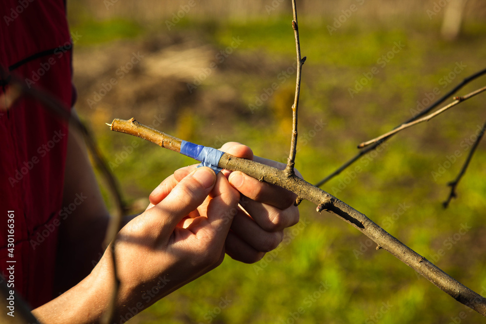 Obraz premium inoculating trees with insulating tape in spring close-up. orchard care. Plant cultivation. Branches without leaves