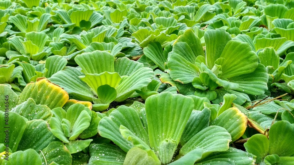 Close up of plant. Green. Close up of plant. Green.