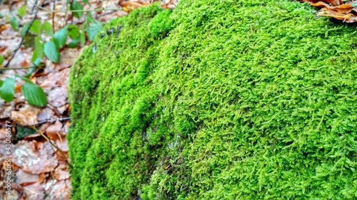 green moss on the stone. green moss on the wall. moss on the wall. 