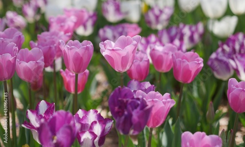 Beautiful pink and purple tulips in a garden