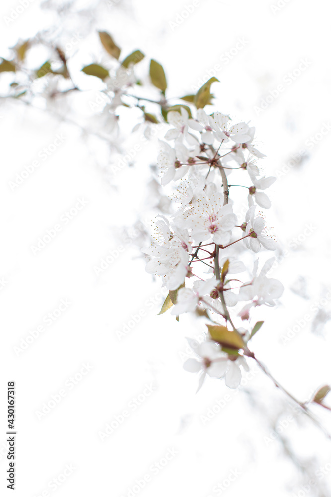 Blooming white spring flowers close up. Background of blooming flowers. Nature. Flower. Spring time Blooming white spring flowers close up. Background of blooming flowers. Nature. Flower. Spring time