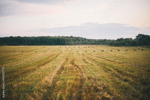 Beautiful haystacks in evening summer field, landscape. Harvesting and farming. Hay bales scenery