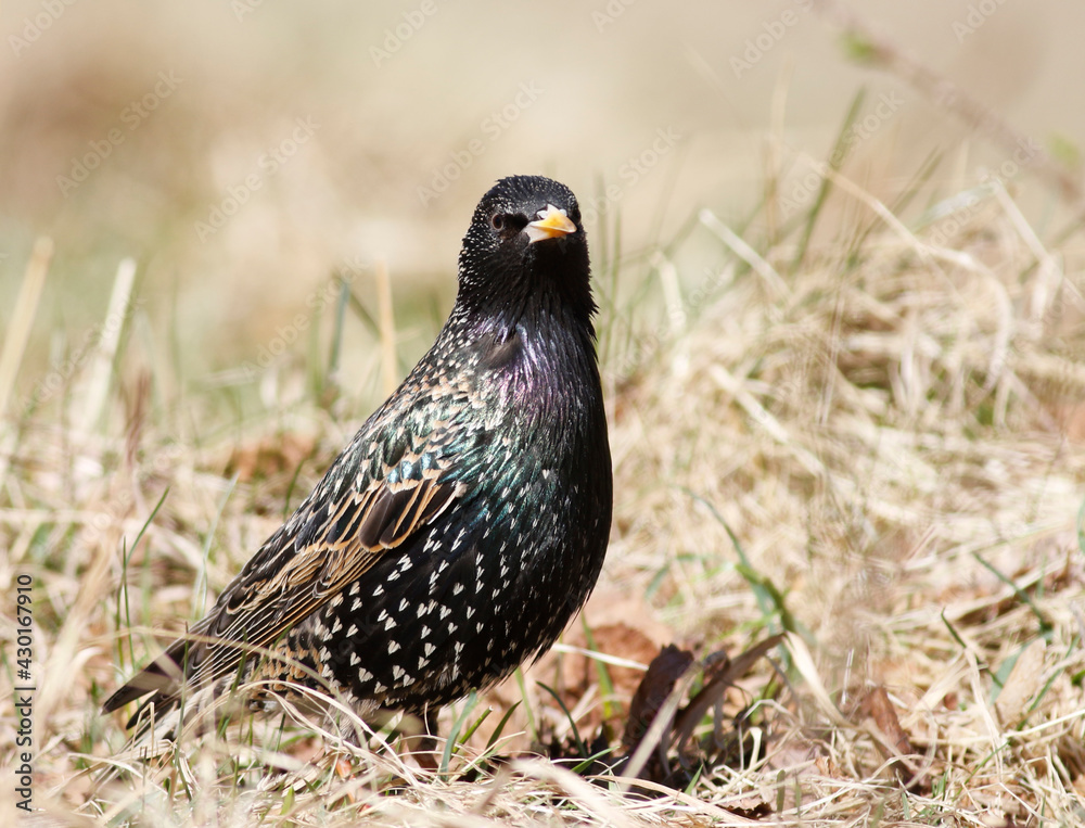 starling