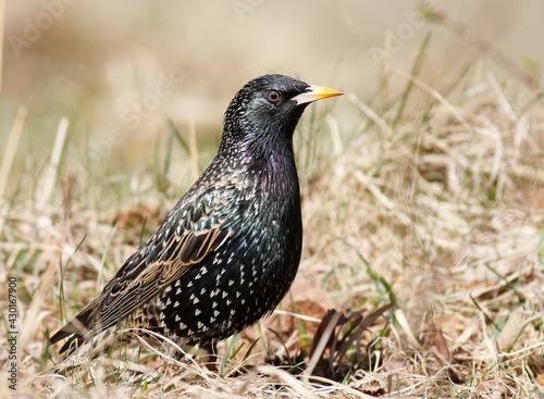 starling