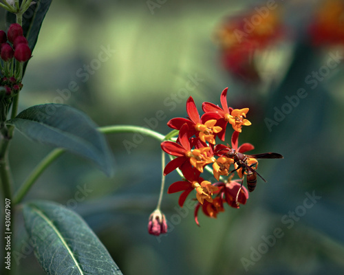 red and yellow flowers with wasp photo