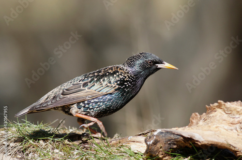 starling © John Sandoy