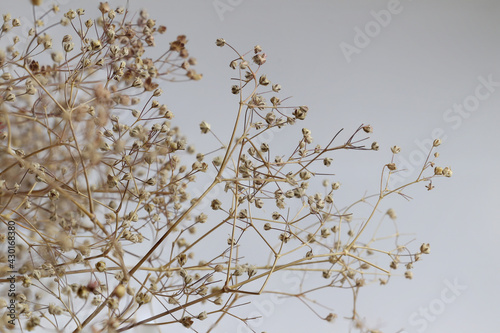 Beautiful dry flowers on a light background. Dry plants. 
