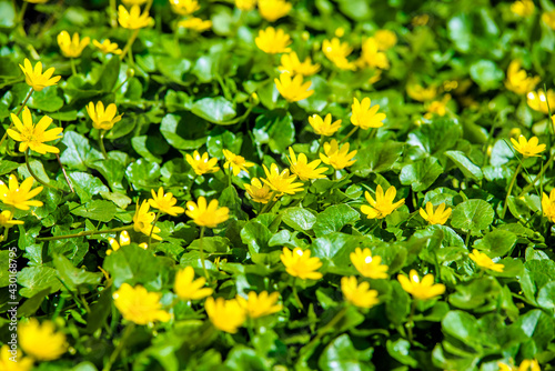 Yellow Lesser celandine flowers in spring on a green natural background 