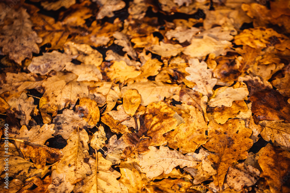 Texture of oak and maple leaves, brown and yellow, fallen to the ground Texture of oak and maple leaves, brown and yellow, fallen to the ground