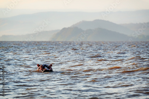 Hippopotamus - Hippopotamus amphibius, popular large mammal from African rivers and lakes, lake Ziway, Ethiopia.