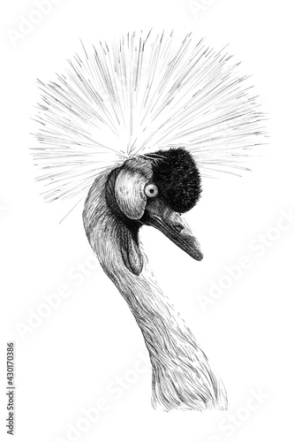 Hand drawn crowned crane, sketch graphics monochrome illustration on white background