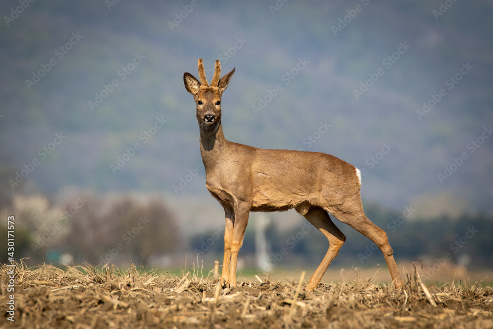 Roe Deer